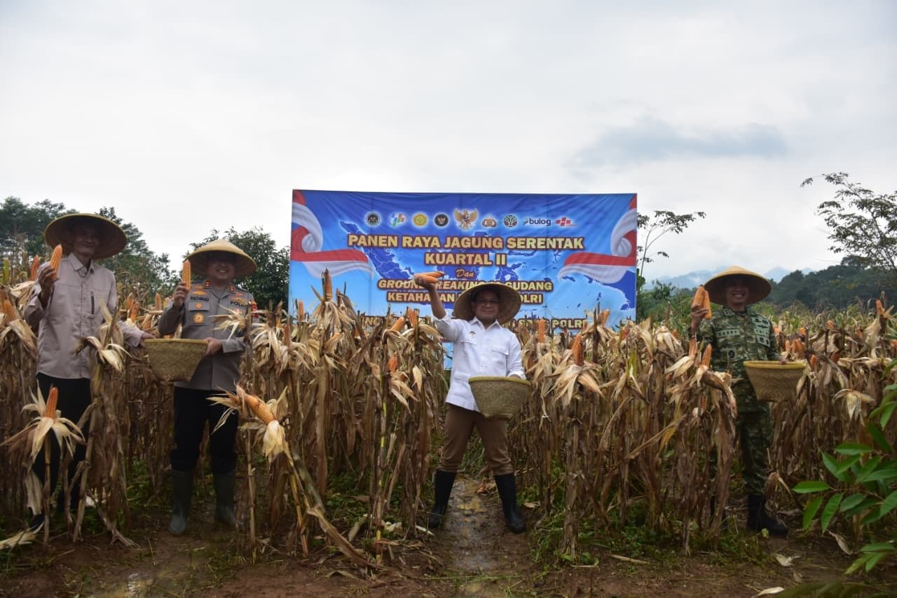 Sinergi Polres dan Pemkab Pekalongan Perkuat Swasembada Jagung Melalui Panen Raya Kuartal II